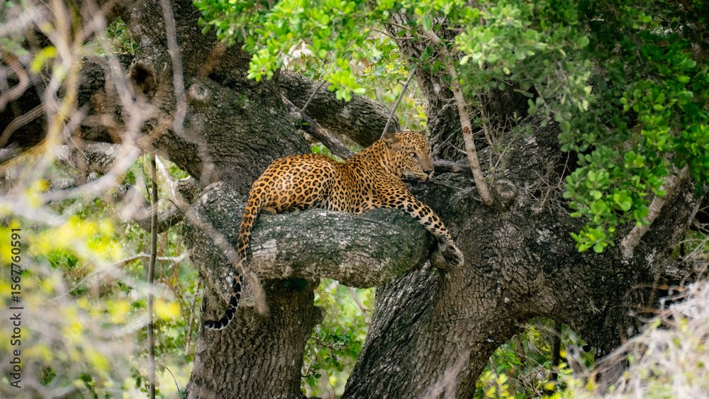 wildlife photography safari AdobeStock 1567760591 Preview